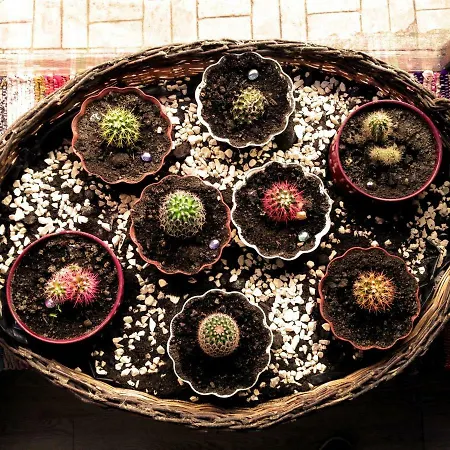 El Sabinar * Вальеэрмосо